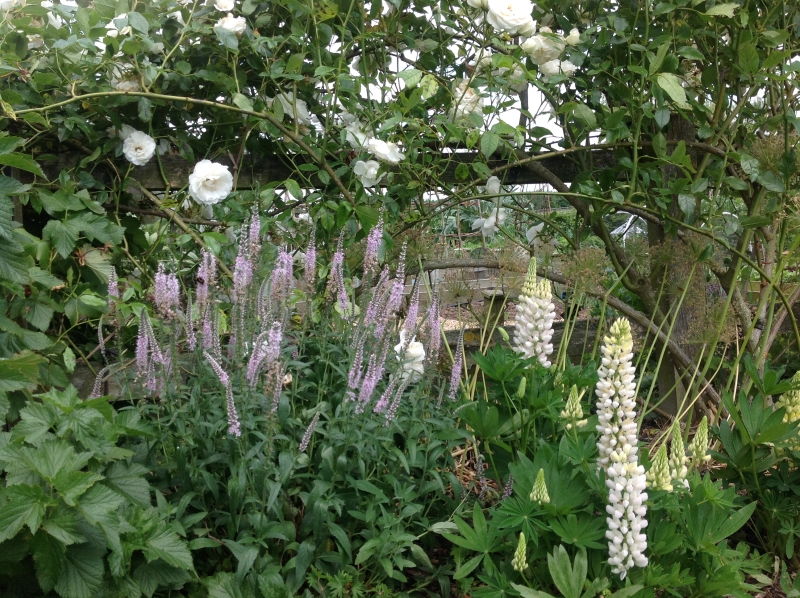 Witts End Gardens